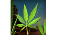 hemp_weed_cannabis_sativa2